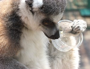 あーあ。食べちゃった