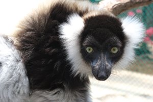 エリマキキツネザル