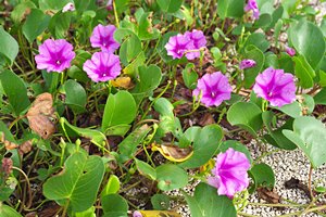 南国の小さな花々