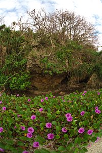 崖とピンクの花