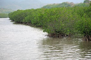 マングローブの根っこ