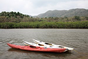 カヌーとマングローブの林