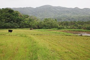 沖縄の水田