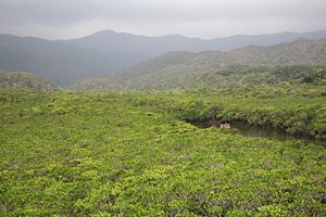 ジャングルの冒険に出発