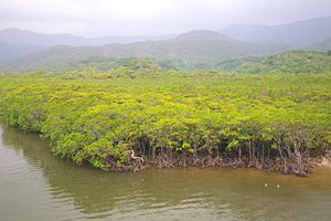 原生マングローブ