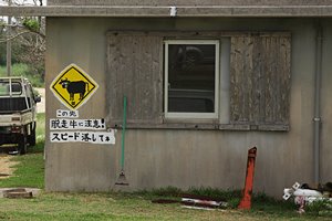 脱走牛にご注意