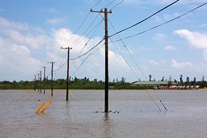 電柱と牛車の群れ