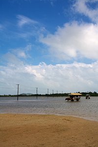 海を渡る水牛車