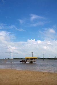 海の中の道をゆく水牛車