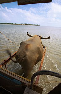 水牛海を渡る