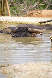 肩まで浸かること