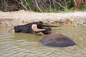 水牛の水浴び