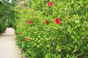 ハイビスカスの咲く小道