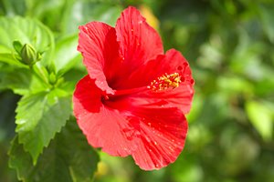 ハイビスカスの花