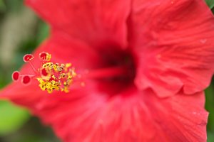 ハイビスカスの花アップ