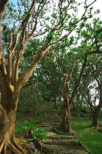 おばけ大木の道