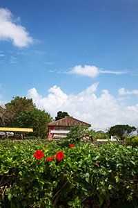 ハイビスカスと青い空