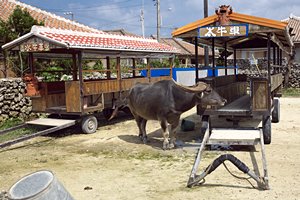 水牛車の主