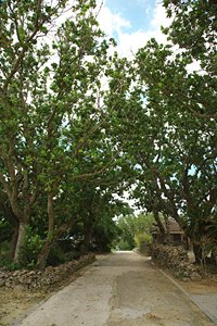 海岸へと続く林