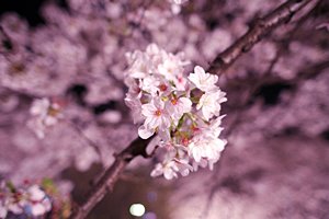 夜桜の房I