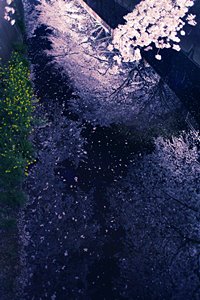 桜の銀河流れて