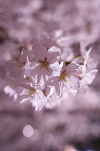 夜桜の房III