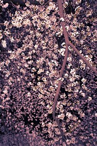 夜桜の牡丹（ポートレート）