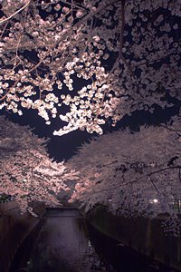 夜桜の小川