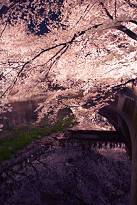 光を纏った桜