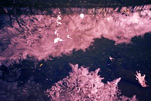 さくらわたあめ