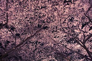 夜桜の絨毯I