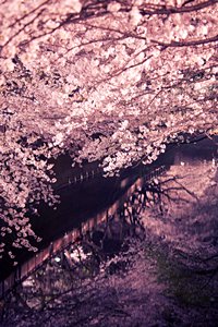 淡い光のアーチ