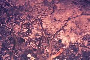 桜の河流れ出すI