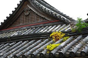 屋根の上の小さな庭