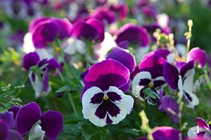 逆光のパンジー