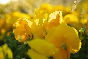 黄色いファンタジー