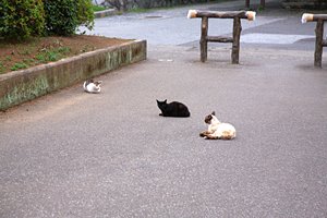 スリーキャッツ