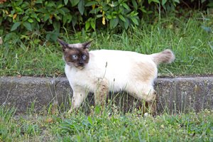 寄り目のブルーアイ