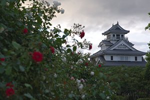 バラと長浜城