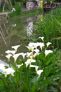 水辺の草花（ポートレート）